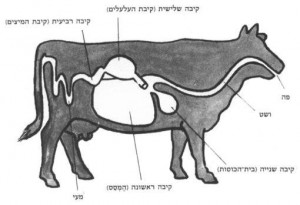 דוגמה למערכת עיכול של חיה מעלה גרה (הפרה) מתוך: ביל ג'ורג', עולם החי